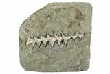 Archimedes Screw Bryozoan Fossil - Illinois #240554-1